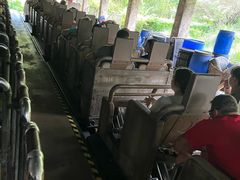 -奥兰多迪士尼动物王国乐园