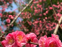 -望江楼公园