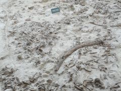 -金沙遗址博物馆