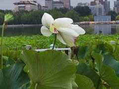-莲花池公园