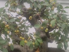 -温江公园