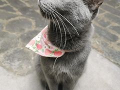 -喵屿·大理花园猫咖