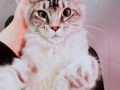 -十年猫舍·猫咪专门店(普陀店)