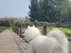 -宠福鑫康馨动物医院·骨科·眼科