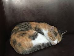 -真真鲜馄饨店(启蒙路店)