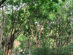 -深圳国际园林花卉博览园