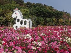 -野狸岛