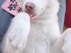 -Husky Go! 哈士奇体验馆·宠物咖啡厅狗咖