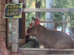-灵玲国际马戏城