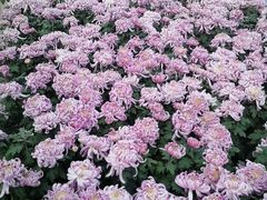-石家庄市植物园