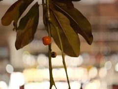 -毛辣果·酸(OHA复兴西路店)