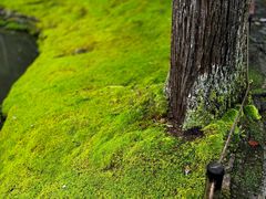 -西芳寺(苔寺)