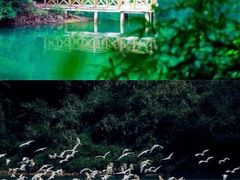 -广州市流溪河国家森林公园