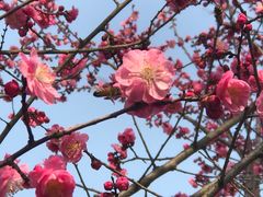 -武汉紫薇都市田园