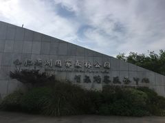 -合肥滨湖国家森林公园