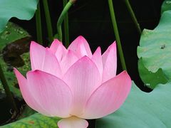 -荔湾湖公园