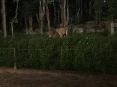 -清迈夜间动物园