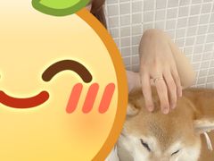 -柴务处·柴犬主题狗咖