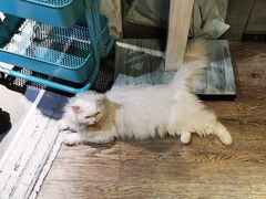 -小时光咖啡馆(开森度假森林店)