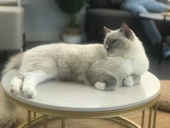 -Heymao猫咖.咖啡厅(东门店)