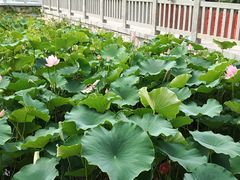 -泰山风景名胜区-虎山公园