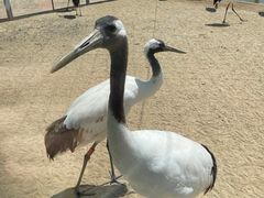 -盐城丹顶鹤湿地生态旅游区