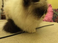 -猫色咖啡·猫咖
