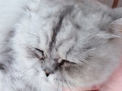 -贝贝宠物乐园(常青花园店)