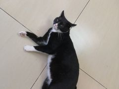 -半岛宠物医院24小时(科华中路店)