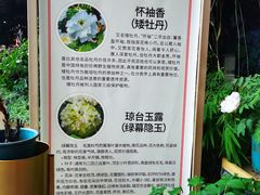 -花之城