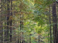 -桤木河湿地公园