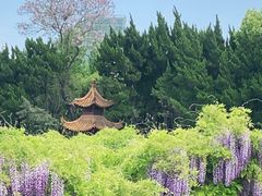 -嘉定紫藤园