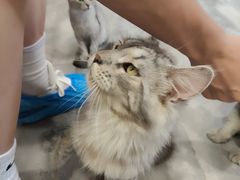 -楼上猫咖(罗湖店)
