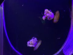 -大连圣亚海洋世界