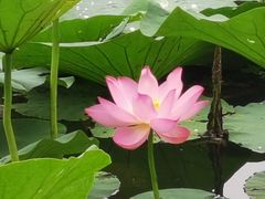 -丁香湖公园