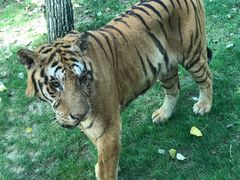 -北京野生动物园