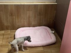 -翊宠yipet猫狗购宠庄园犬舍•猫舍