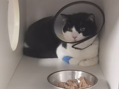 -博特宠物医院24h犬猫全科.骨科·异宠