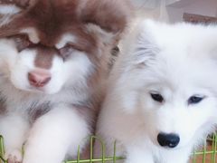 -Let's go狗咖·猫咖·奶狗·桌游(春熙路IFS店)