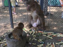 -长白岛森林公园