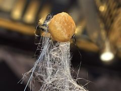 -徽食久(南中环店)