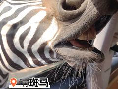 -秦皇岛野生动物园