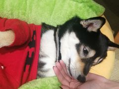 -逗柴咖啡屋·狗咖猫咖宠物桌游