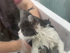 -爱洗澡的猫(望京店)