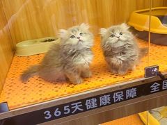 -欣宠猫屋·矮脚拿破仑·蓝金金渐层