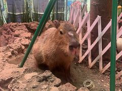 -正佳雨林生态植物园