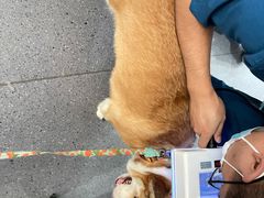 -伟伟宠物医院·CT影像中心·瑞派犬猫综合性门诊(汉口总院)