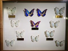 -上海昆虫博物馆