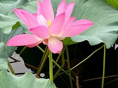 -宫事颐庭·老佛爷贵寿下午茶(颐和园店)