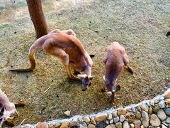 -泉州海丝野生动物世界
